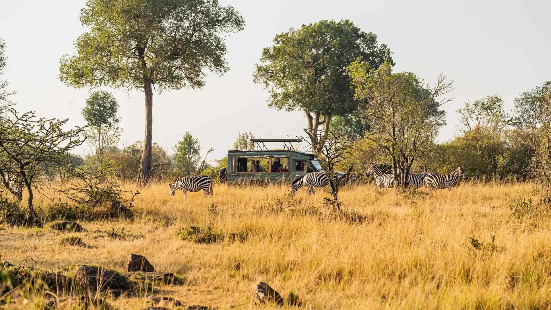 A safari vehicle among zebra in long grass