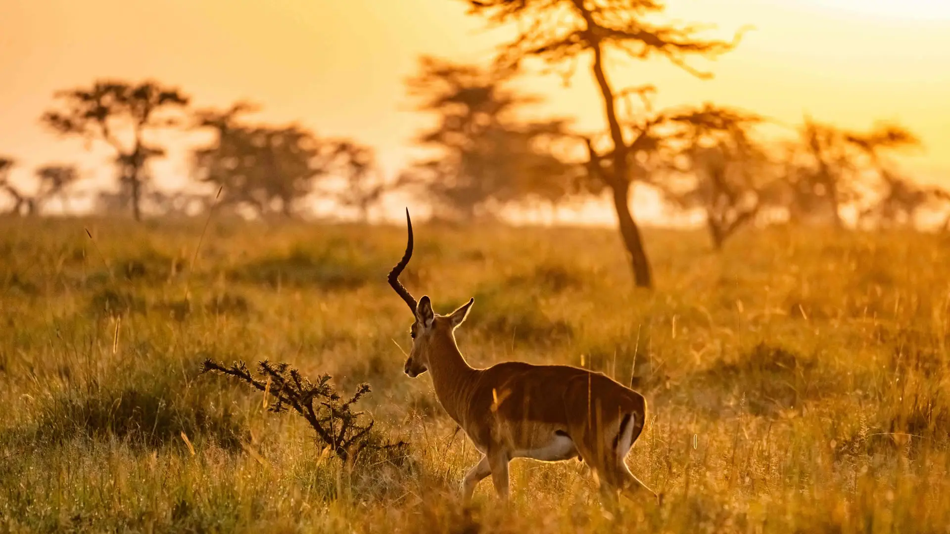 Wildlife viewed from a game drive vehicle in the Mara North Conservancy