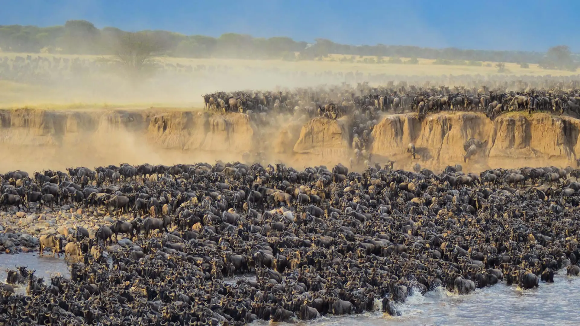 A dense herd of wildebeest massed at a river crossing