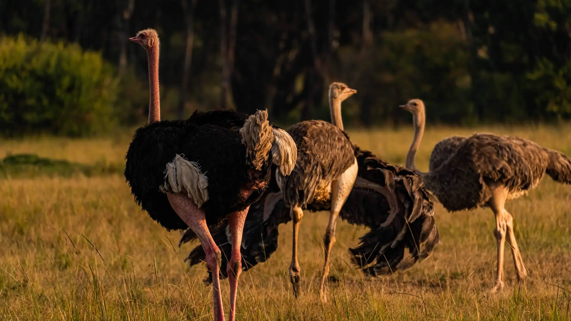 Wildlife on the Mara plains