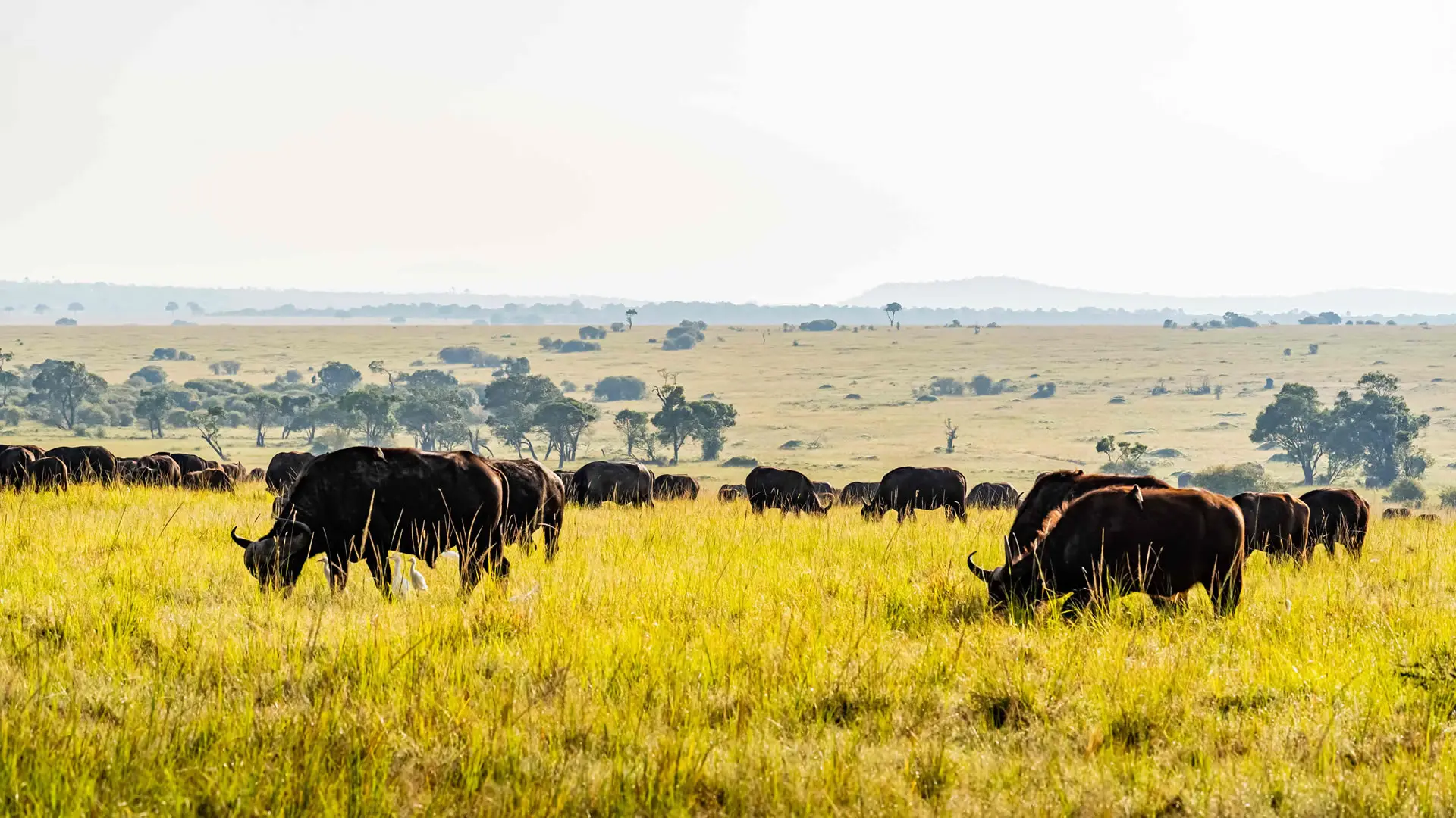 Plains game in the conservancy