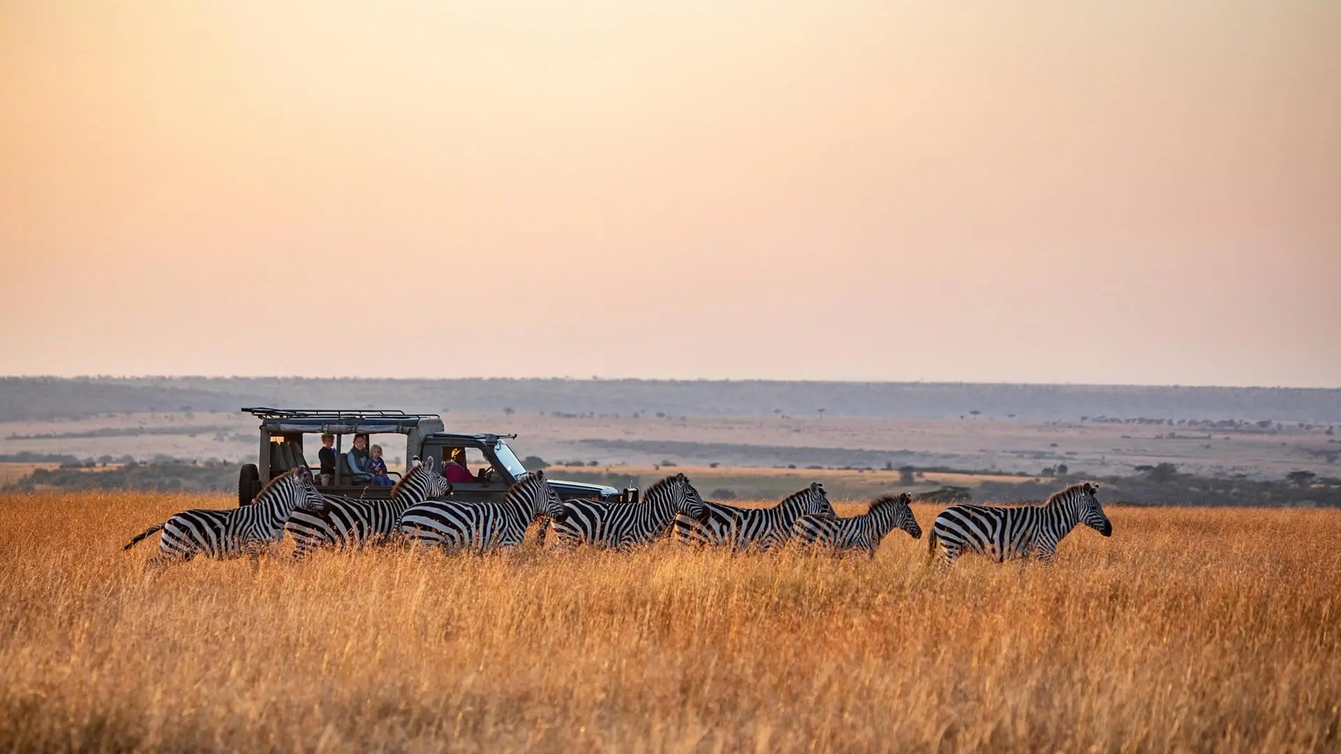 Zebra grazing on open grassland at low sun, safari vehicles in the distance