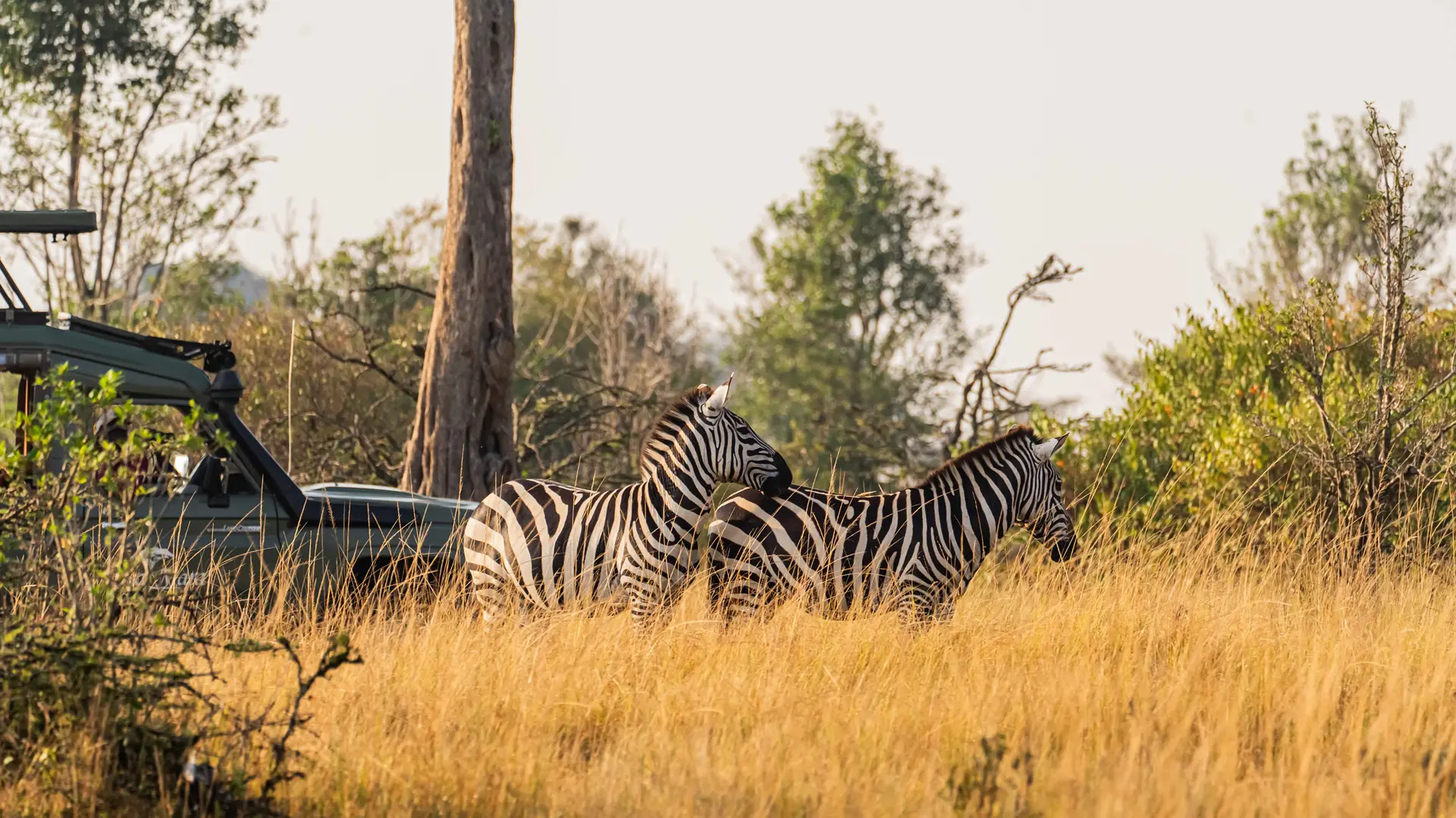Zebra beside a safari vehicle under a tree in the conservancy