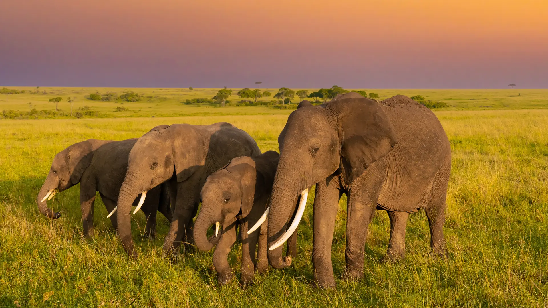 A herd of elephant on the plains at low sun