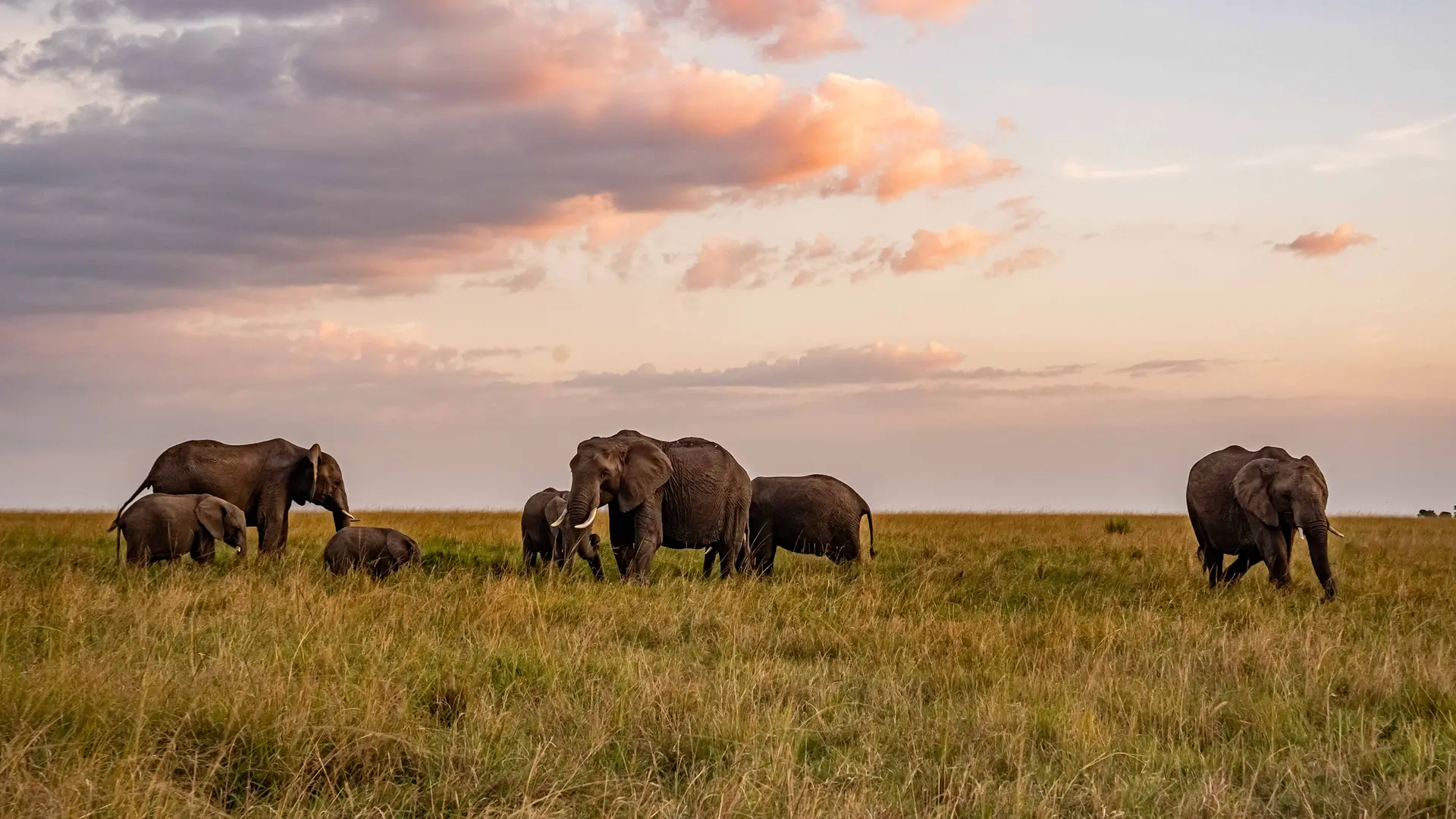 A safari vehicle on the plains of the Maasai Mara